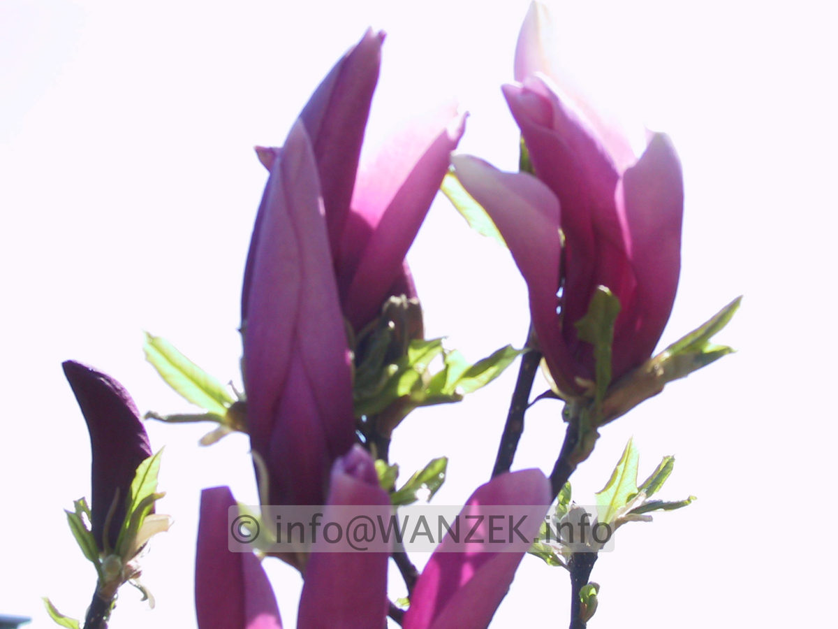 Magnolia liliiflora Susan 22.JPG